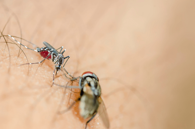 home remedies for mosquito bites